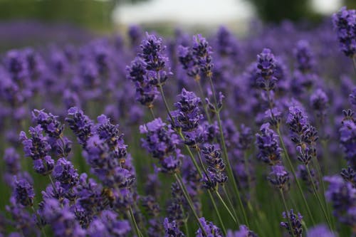 紫色花朵在倾斜移位透镜 · 免费素材图片