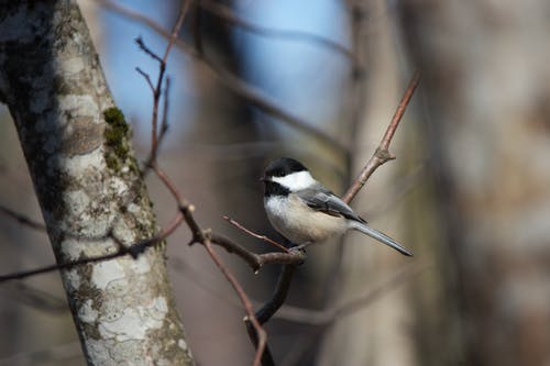 来自 Free Nature Stock 的免费素材图片 · Pexels