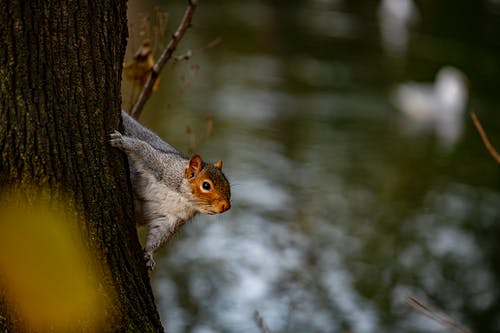 棕色松鼠在树枝上的选择性焦点照片 · 免费素材图片