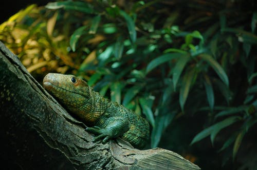 绿蜥蜴浅焦点摄影 · 免费素材图片