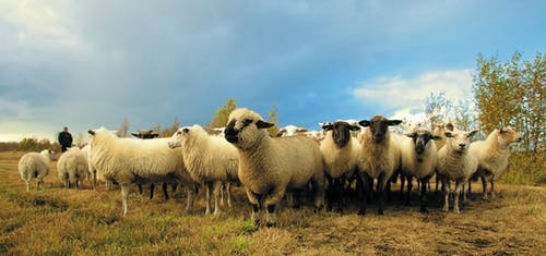 群羊在领域在蓝蓝的天空下 · 免费素材图片
