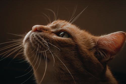 有关动物, 可爱, 可爱的的免费素材图片