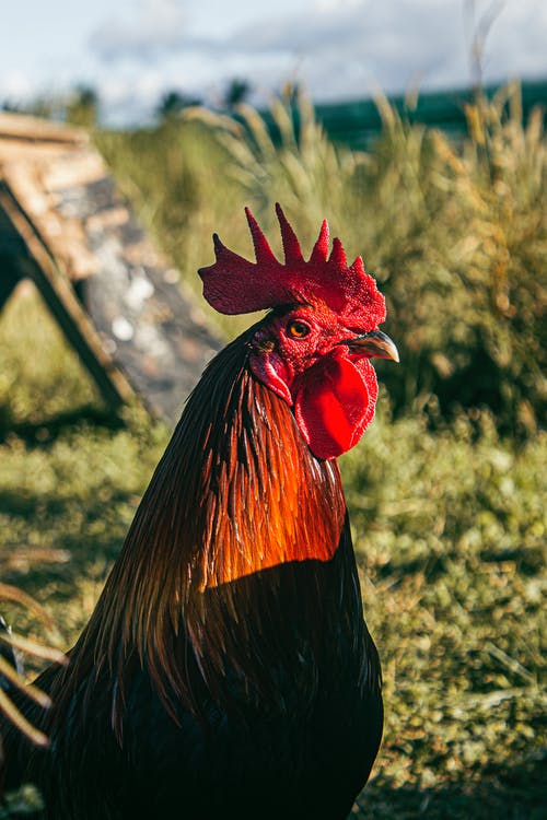 鸡的浅焦点摄影 · 免费素材图片