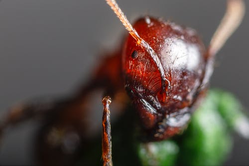 红蚂蚁的特写照片 · 免费素材图片