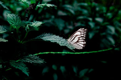 白色和黑色的蝴蝶栖息在绿色的叶子的植物上 · 免费素材图片