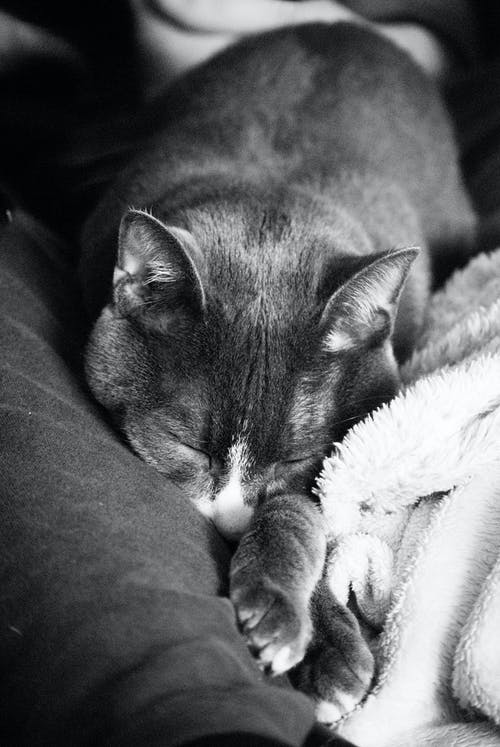 有关动物, 哺乳动物, 单色的免费素材图片