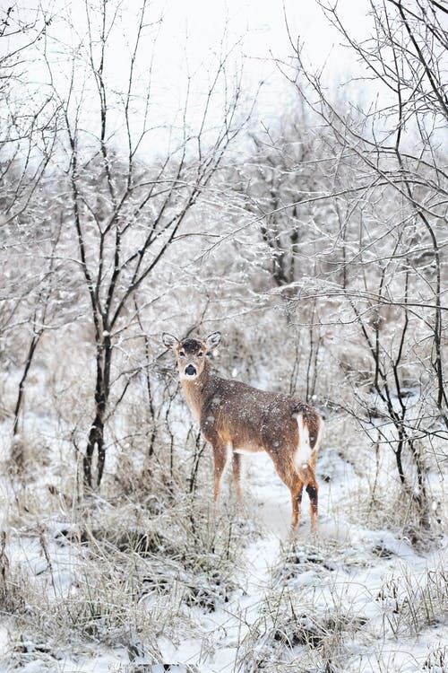 棕色的鹿包围着白雪覆盖的树木 · 免费素材图片