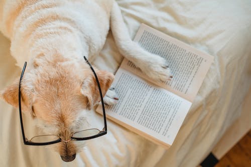眼镜躺在床上的书上有趣的拉布拉多 · 免费素材图片