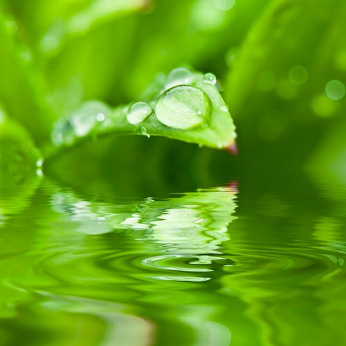 雨滴落在绿色的植物 · 免费素材图片