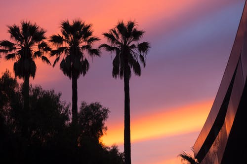 日落时三棵棕榈树的低角度视图 · 免费素材图片