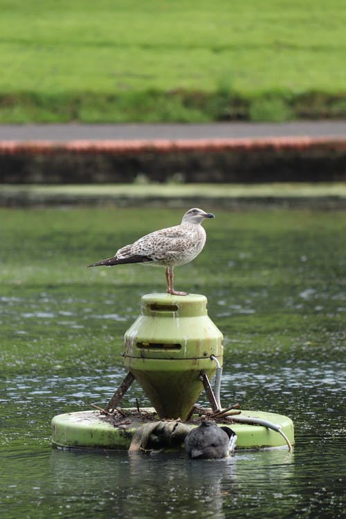 有关公园, 冷静, 动物的免费素材图片