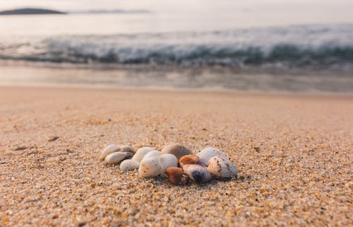 棕色沙滩上的白色和棕色贝壳 · 免费素材图片