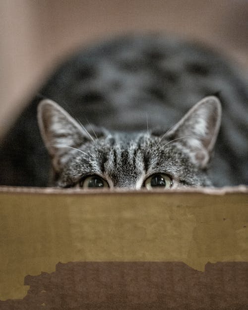 盒子里的灰猫浅焦点摄影 · 免费素材图片