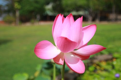 高清照片中的粉红色花瓣花 · 免费素材图片