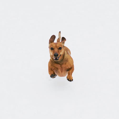 白色背景上的棕色短涂的狗 · 免费素材图片