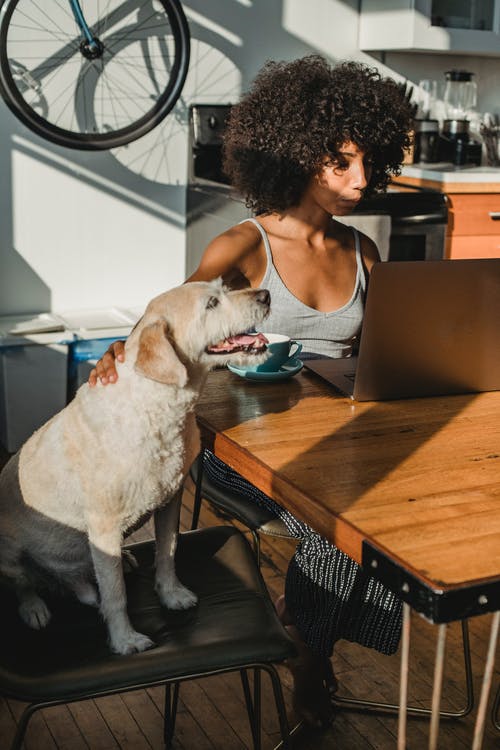 黑人夫人与狗和计算机在家里坐 · 免费素材图片