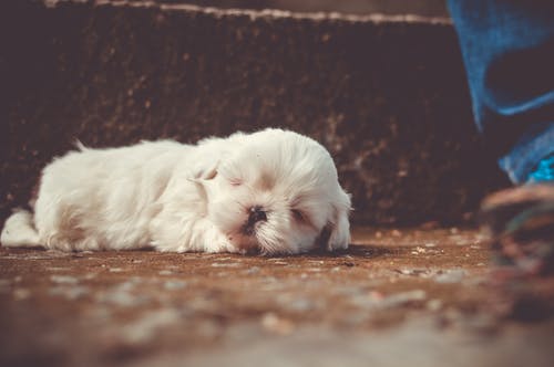 白色的小狗睡觉 · 免费素材图片