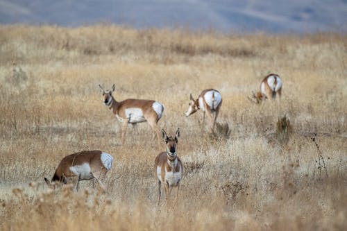 鹿群在棕色草地上 · 免费素材图片