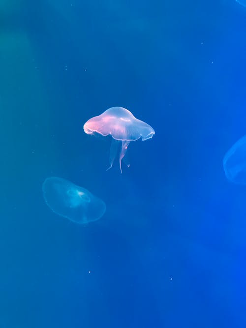 蓝水中白水母 · 免费素材图片