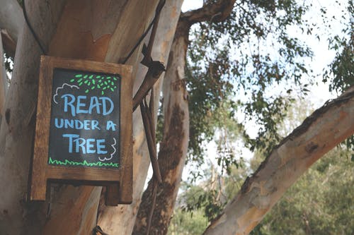 在树枝上挂着的树标牌下阅读 · 免费素材图片