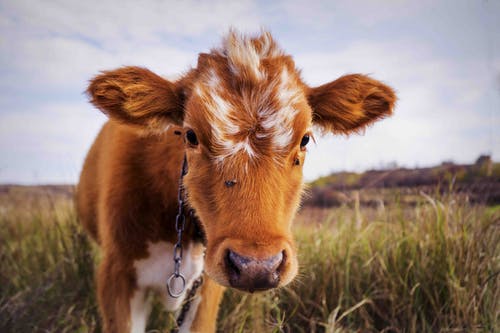 棕色小牛 · 免费素材图片