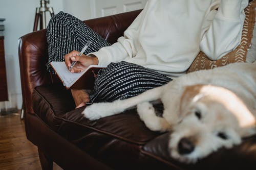 懒惰的狗搁在沙发上附近的匿名女老板在计划中记笔记 · 免费素材图片