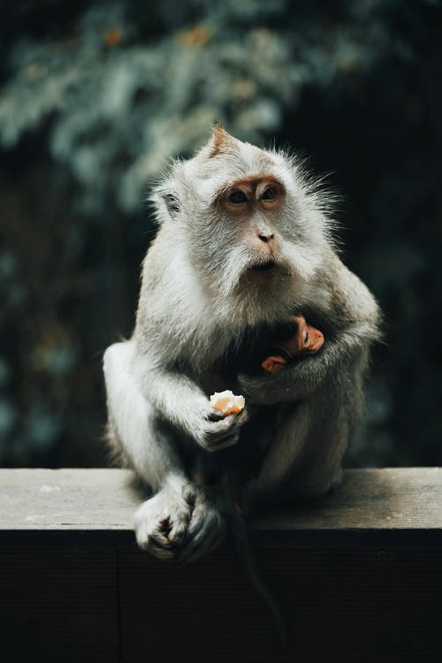 灰色和白色的猴子吃水果 · 免费素材图片