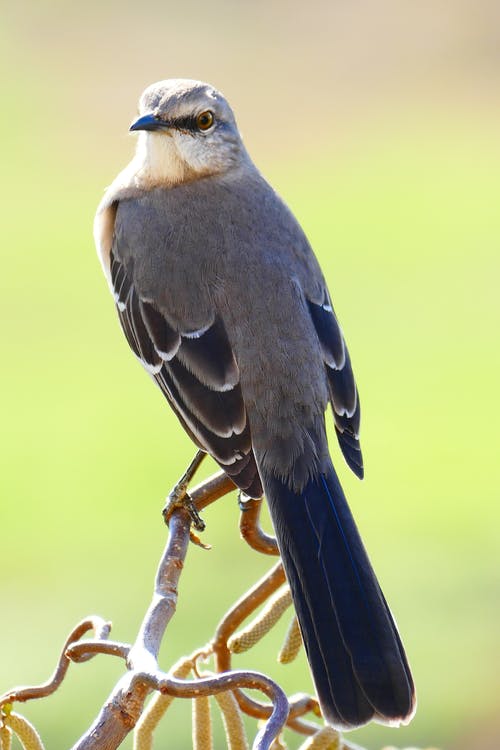 棕色和灰色的鸟，栖息在棕色的树枝上 · 免费素材图片