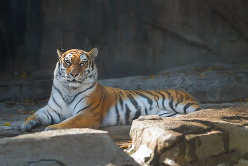 老虎躺在岩石上的照片 · 免费素材图片