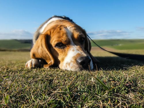 成年三色小猎犬在绿草上的聚焦摄影 · 免费素材图片