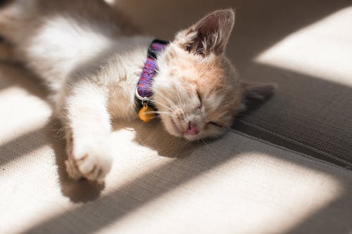 橙色的猫在灰色的表面上睡觉 · 免费素材图片