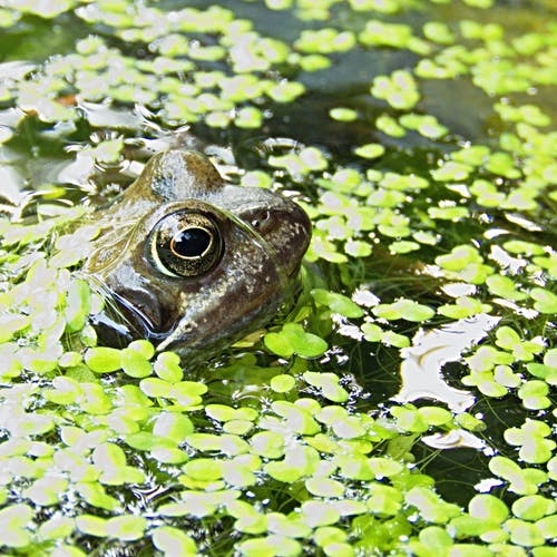 棕色的青蛙被绿色的水上裤子包围 · 免费素材图片