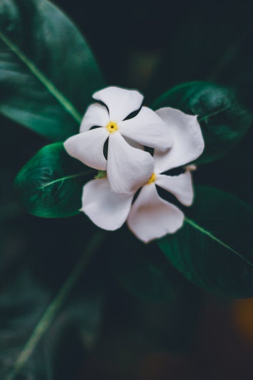 白色花瓣花 · 免费素材图片