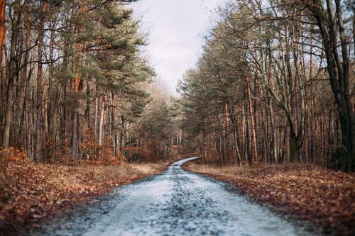 白天干树叶旁边的泥泞道路 · 免费素材图片