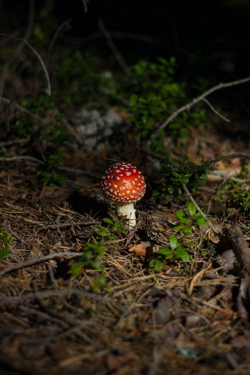 棕色地板上的白色和红色蘑菇 · 免费素材图片