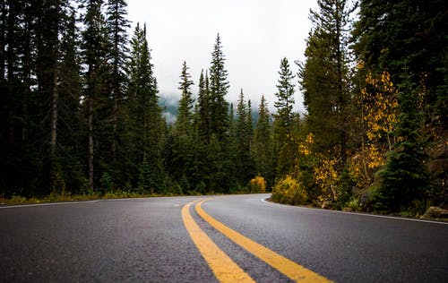 森林之间的灰色和黄色道路 · 免费素材图片