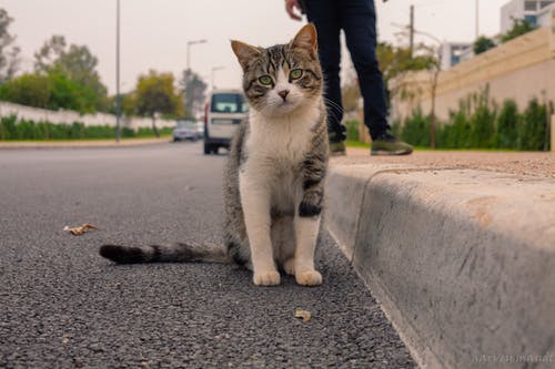 有关可爱, 可爱的, 大花猫的免费素材图片