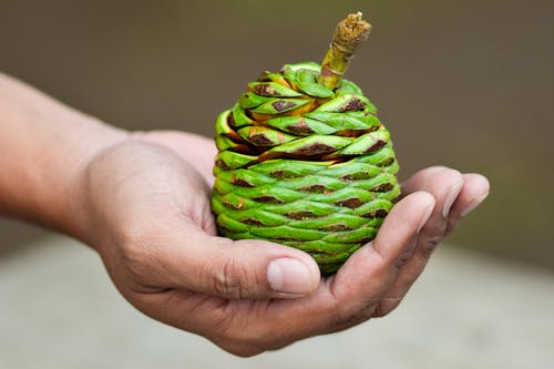 有关手, 握住, 新鲜的免费素材图片