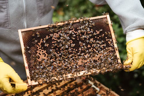 庄稼农夫显示与蜂的蜂窝 · 免费素材图片
