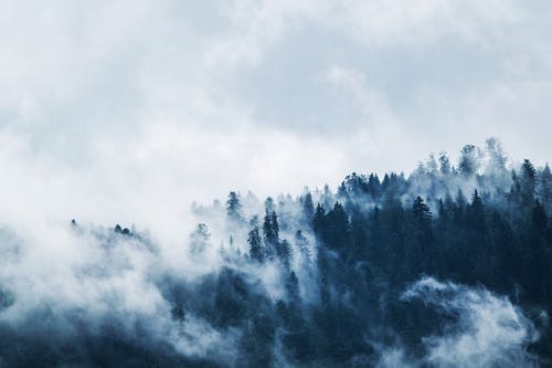 白天白雾覆盖下的绿色松树 · 免费素材图片