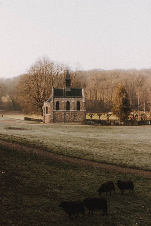 有关一群动物, 动物, 和平的的免费素材图片