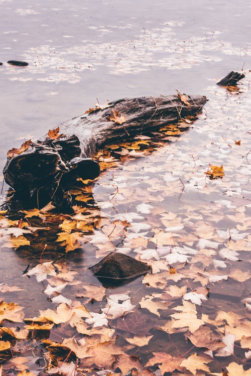 水体上的棕色和黄色叶子 · 免费素材图片