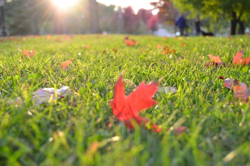 在焦点摄影在绿色草地上的棕色枫叶 · 免费素材图片