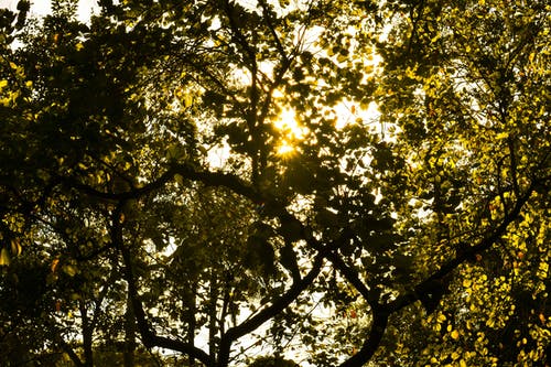 阳光透过绿叶树 · 免费素材图片