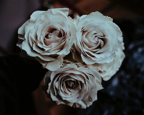 白玫瑰的特写照片 · 免费素材图片