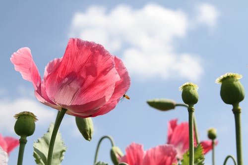 粉红色的花瓣花 · 免费素材图片