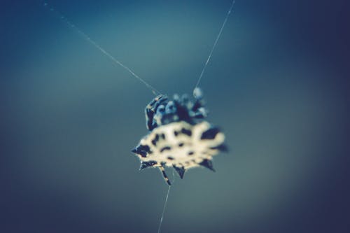 黑色和白色spinny Orb Weaver蜘蛛 · 免费素材图片