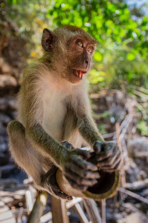 坐在棕色木原木上的棕色猴子 · 免费素材图片