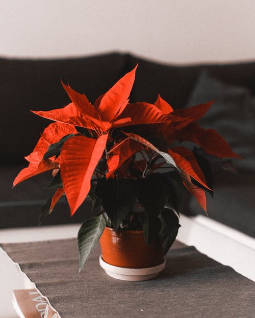 红叶植物在棕色的锅上 · 免费素材图片