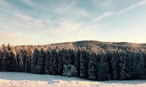 林木 · 免费素材图片